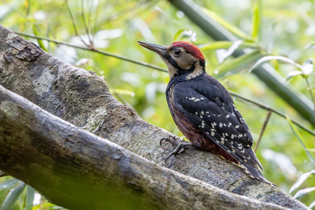 White-backed Woodpecker (Amami) - ML628073474