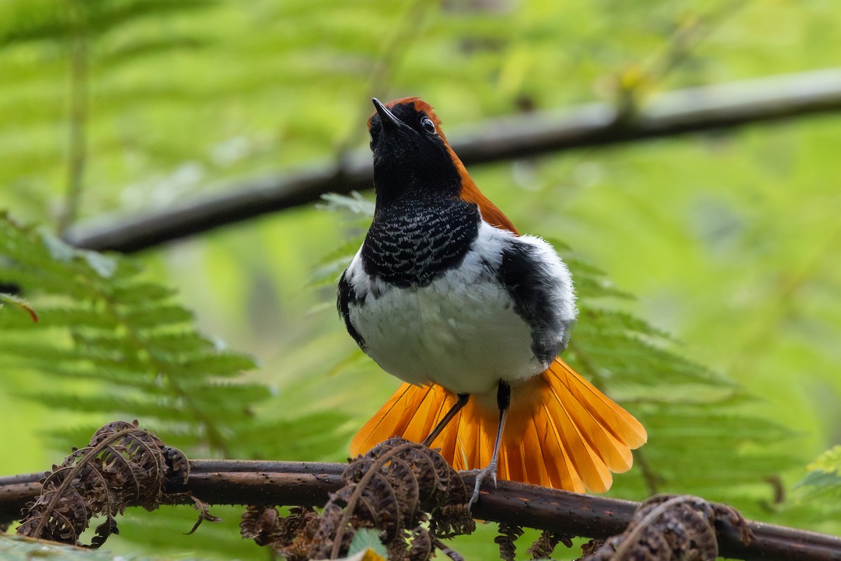 Ryukyu Robin - ML628073476