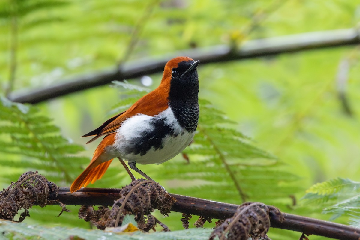 Ryukyu Robin - ML628073477