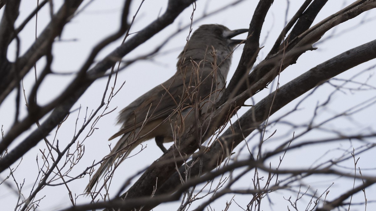 Gray Shrikethrush - ML628073489