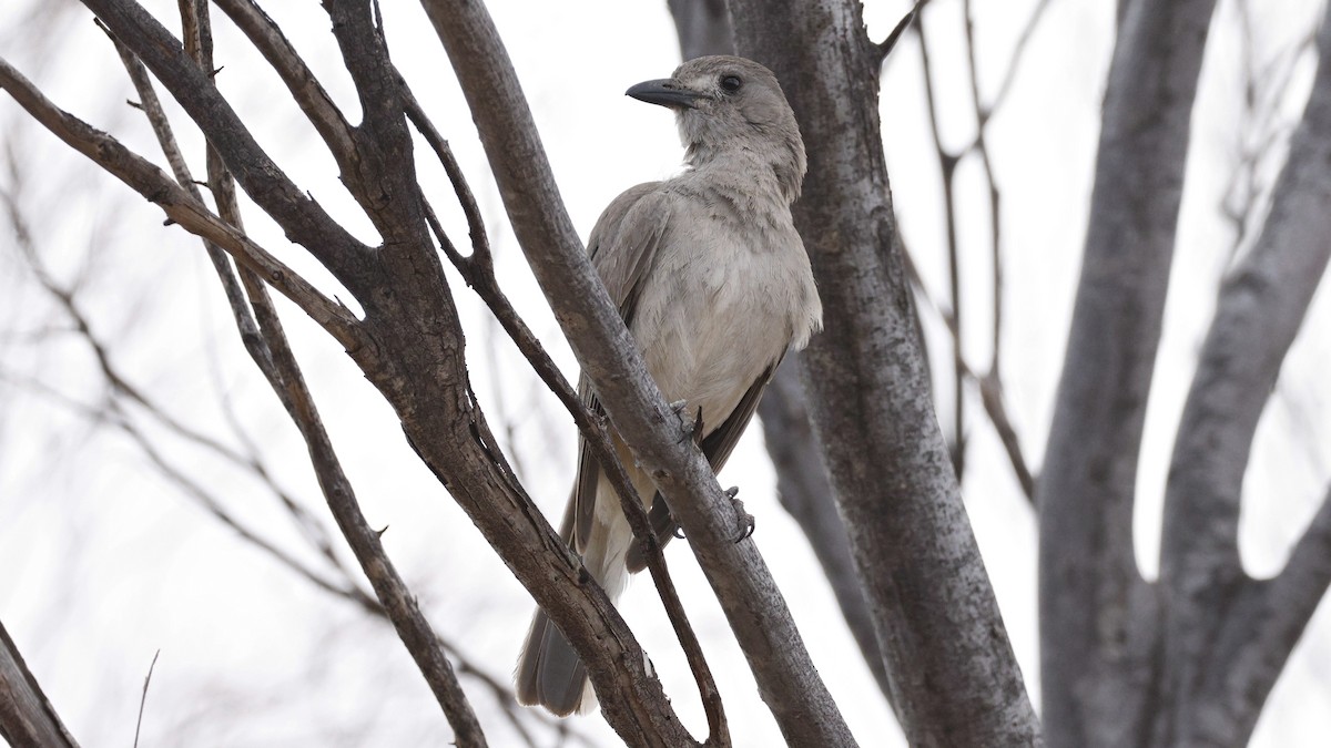 Gray Shrikethrush - ML628073491