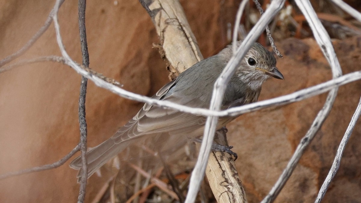 Rufous Whistler - ML628073498