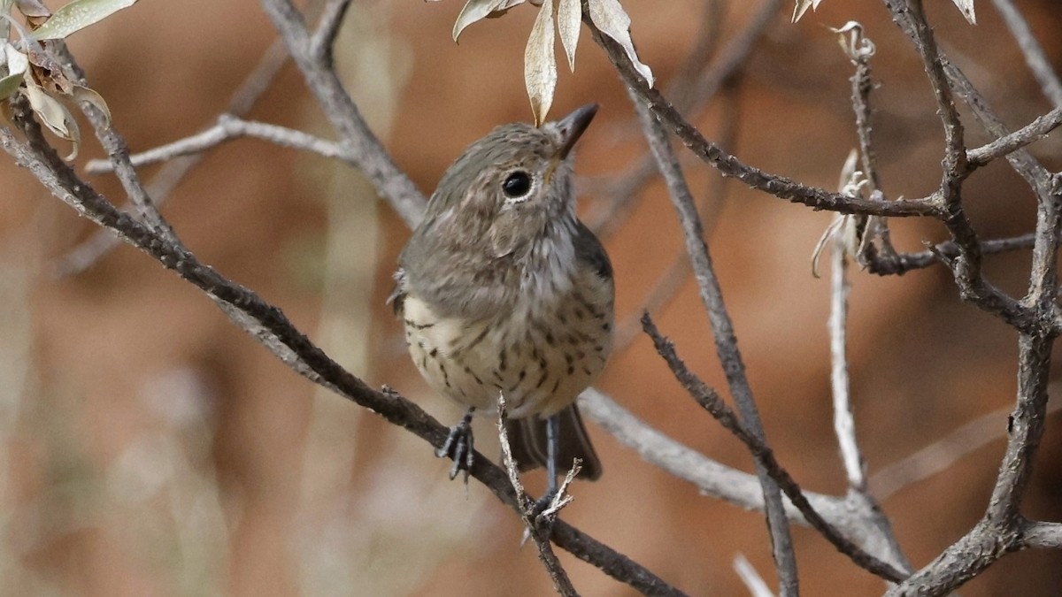 Rufous Whistler - ML628073500