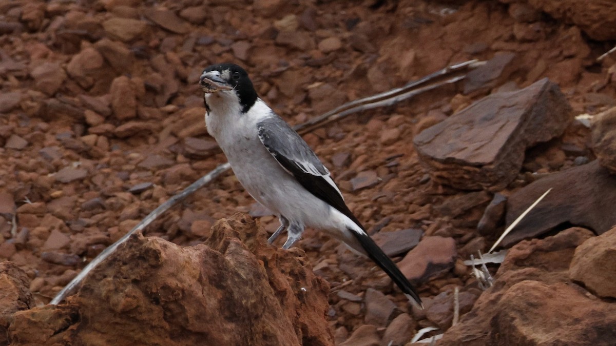 Gray Butcherbird - ML628073501