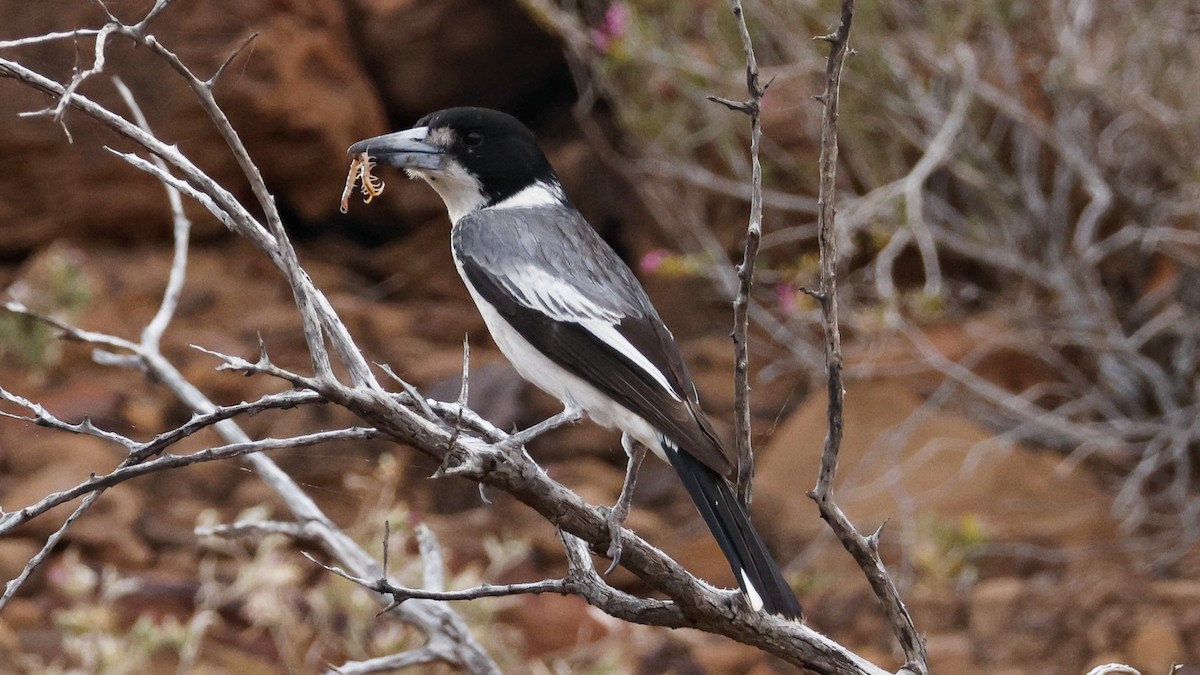 Gray Butcherbird - ML628073502