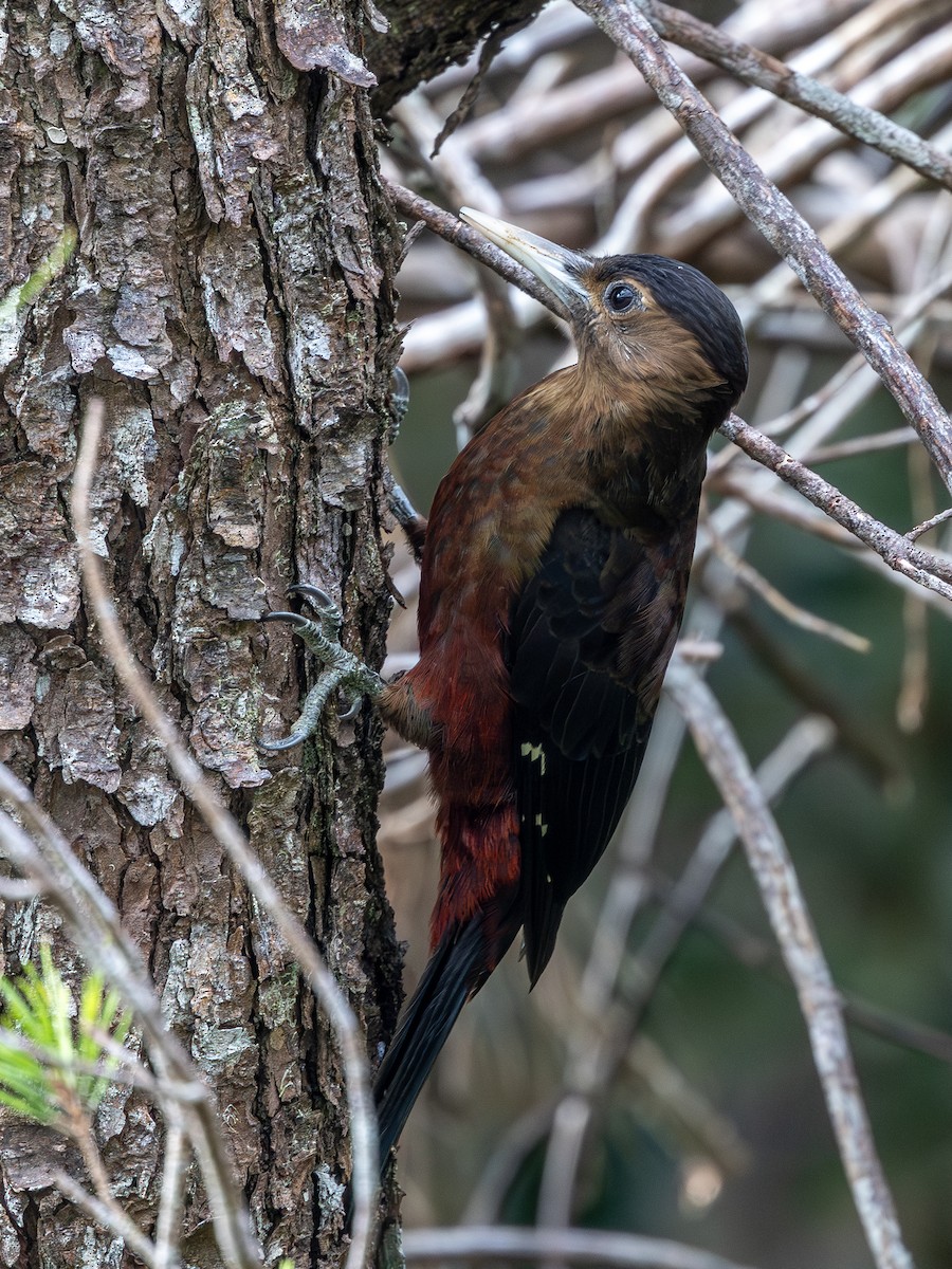 Okinawa Woodpecker - ML628073505