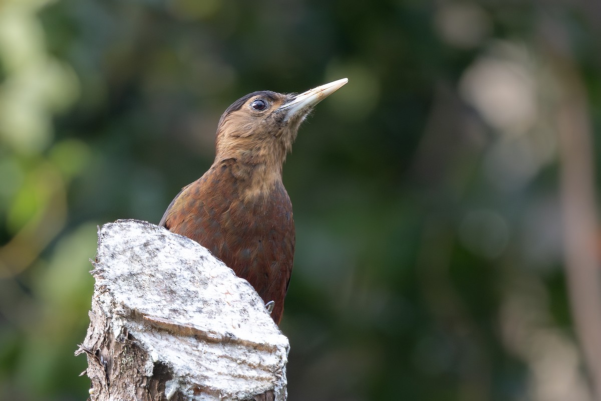Okinawa Woodpecker - ML628073506