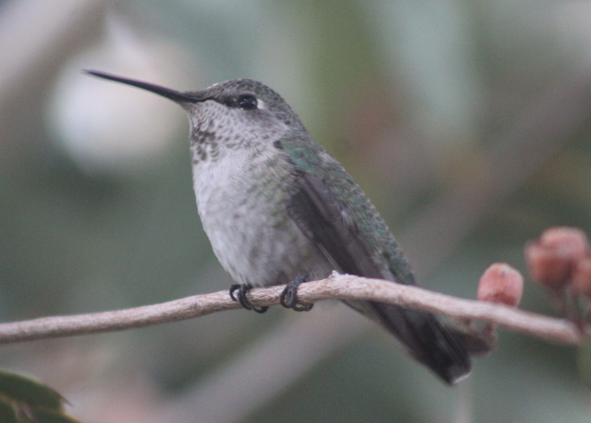 Anna's Hummingbird - ML628073510