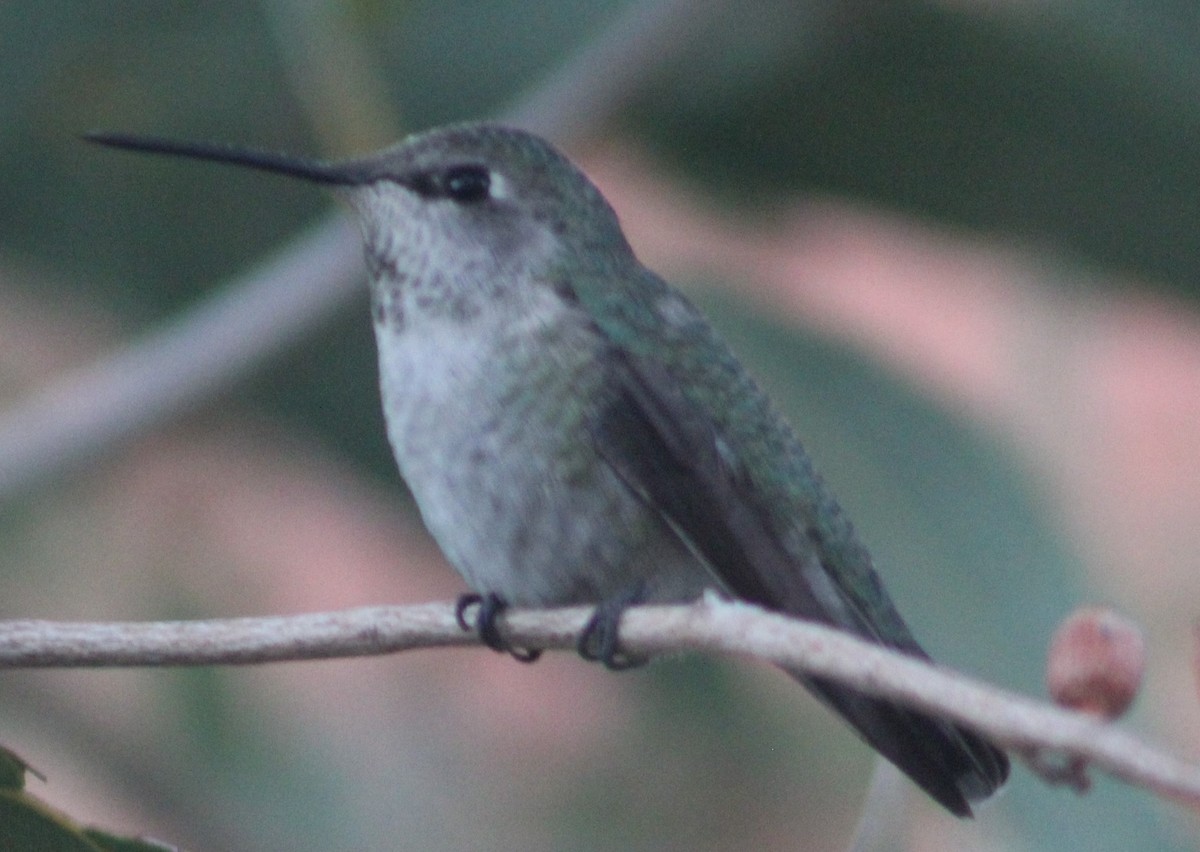 Anna's Hummingbird - ML628073511