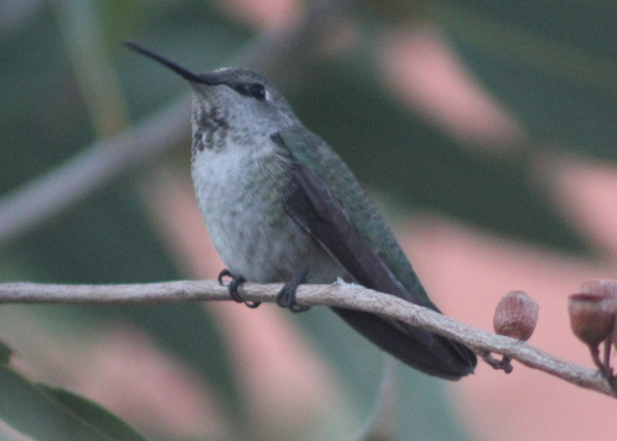 Anna's Hummingbird - ML628073512