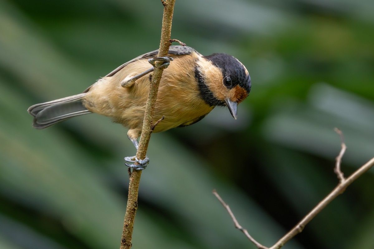 Iriomote Tit - ML628073513