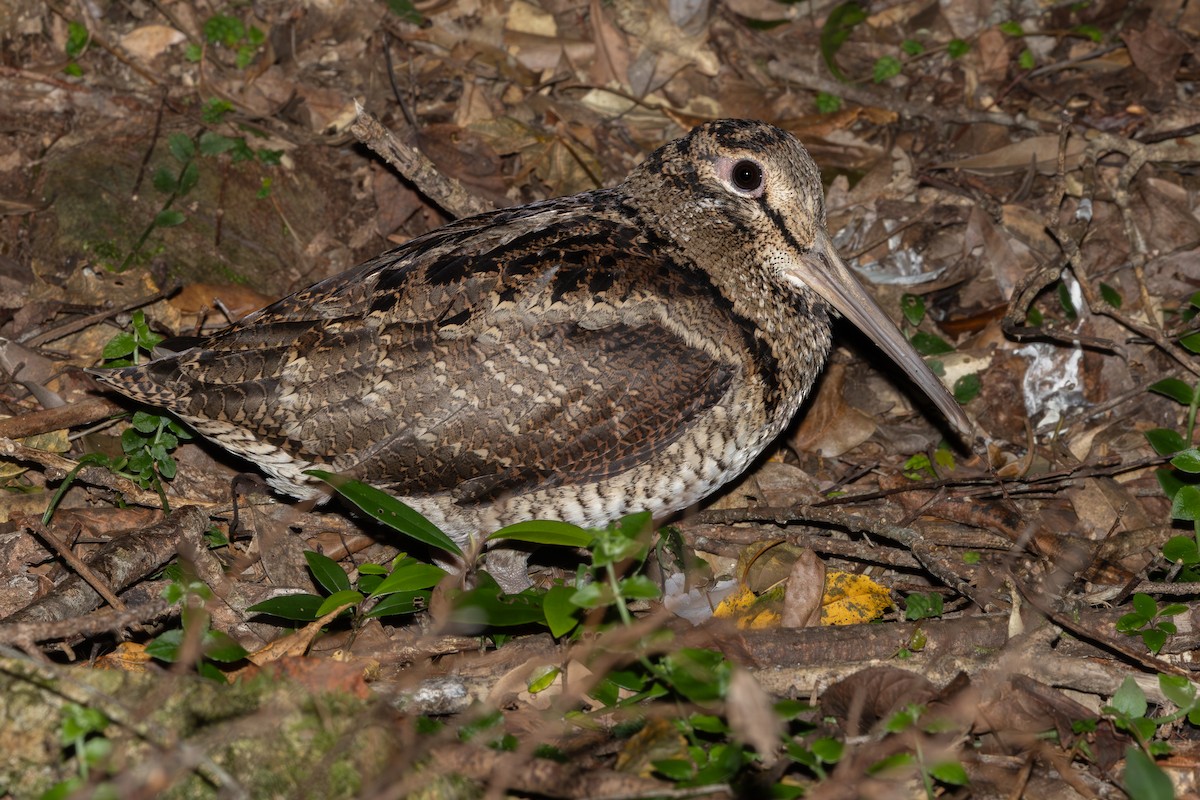 Amami Woodcock - ML628073534