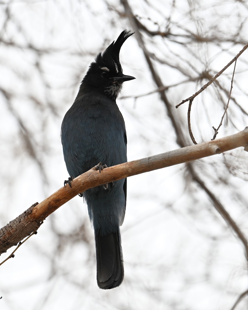 Steller's Jay (Southwest Interior) - ML628073541