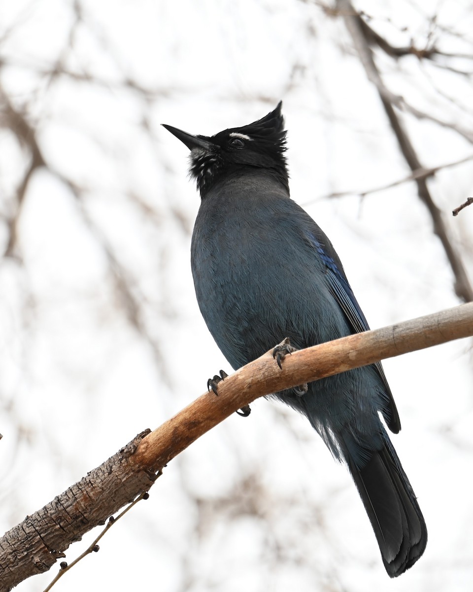 Steller's Jay (Southwest Interior) - ML628073542