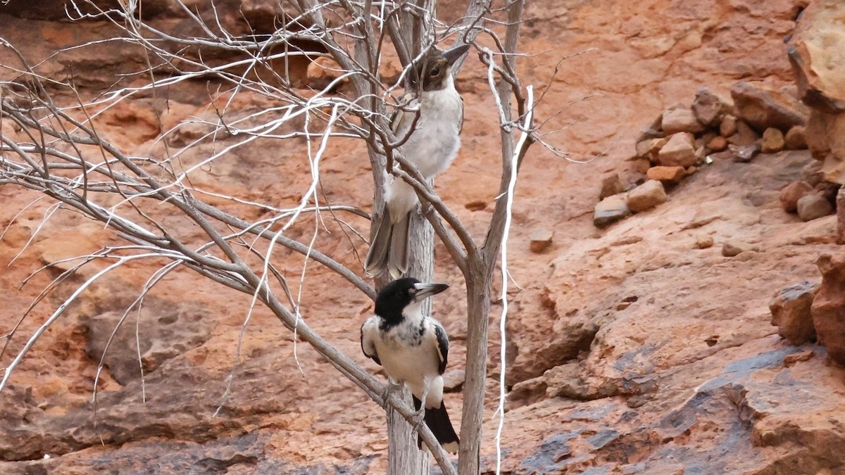 Gray Butcherbird - ML628073572