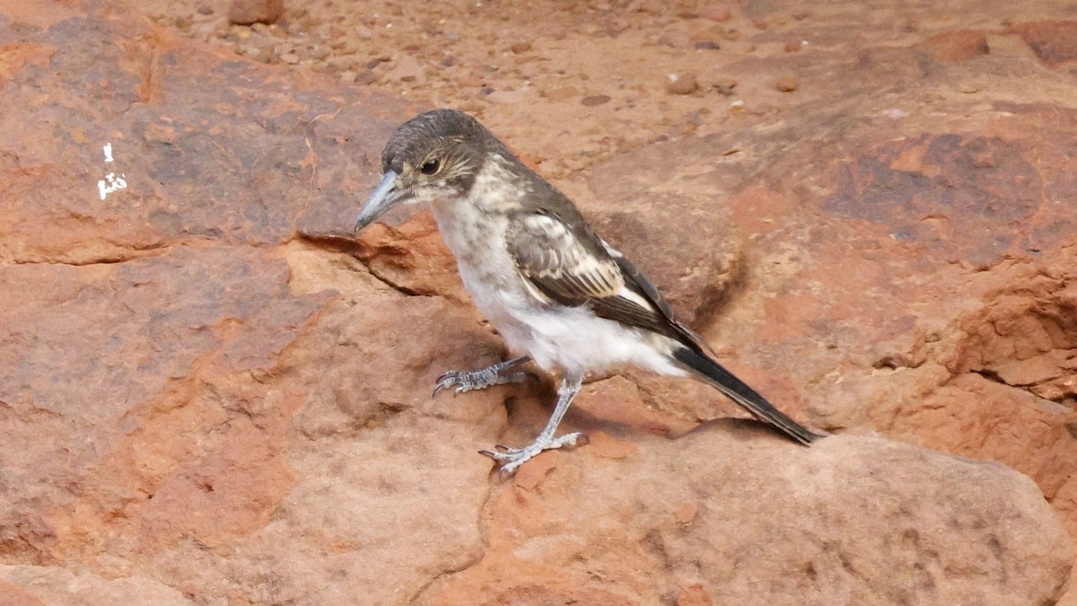 Gray Butcherbird - ML628073573