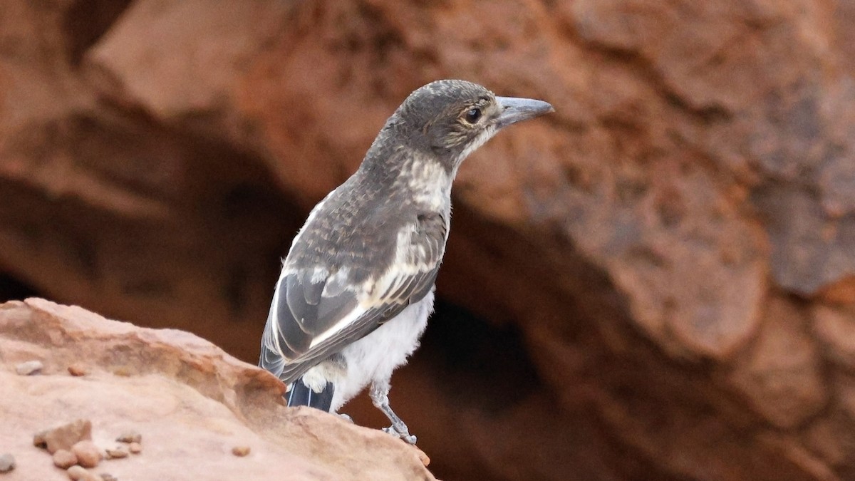 Gray Butcherbird - ML628073574