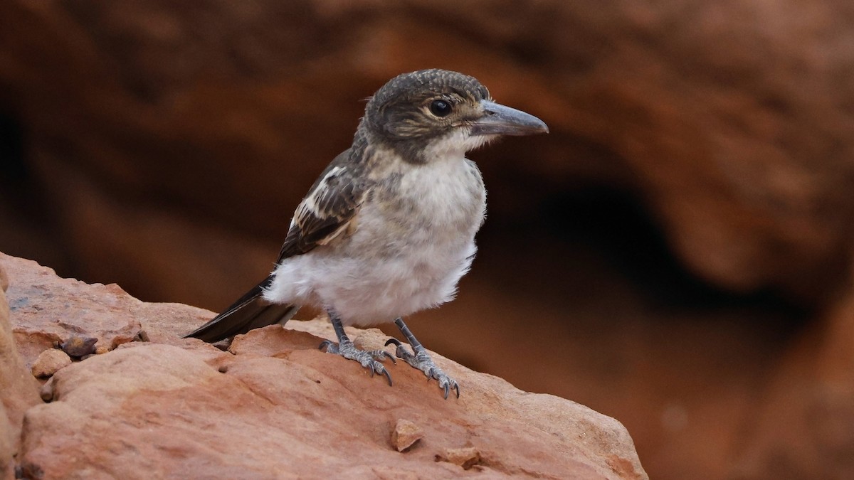 Gray Butcherbird - ML628073576