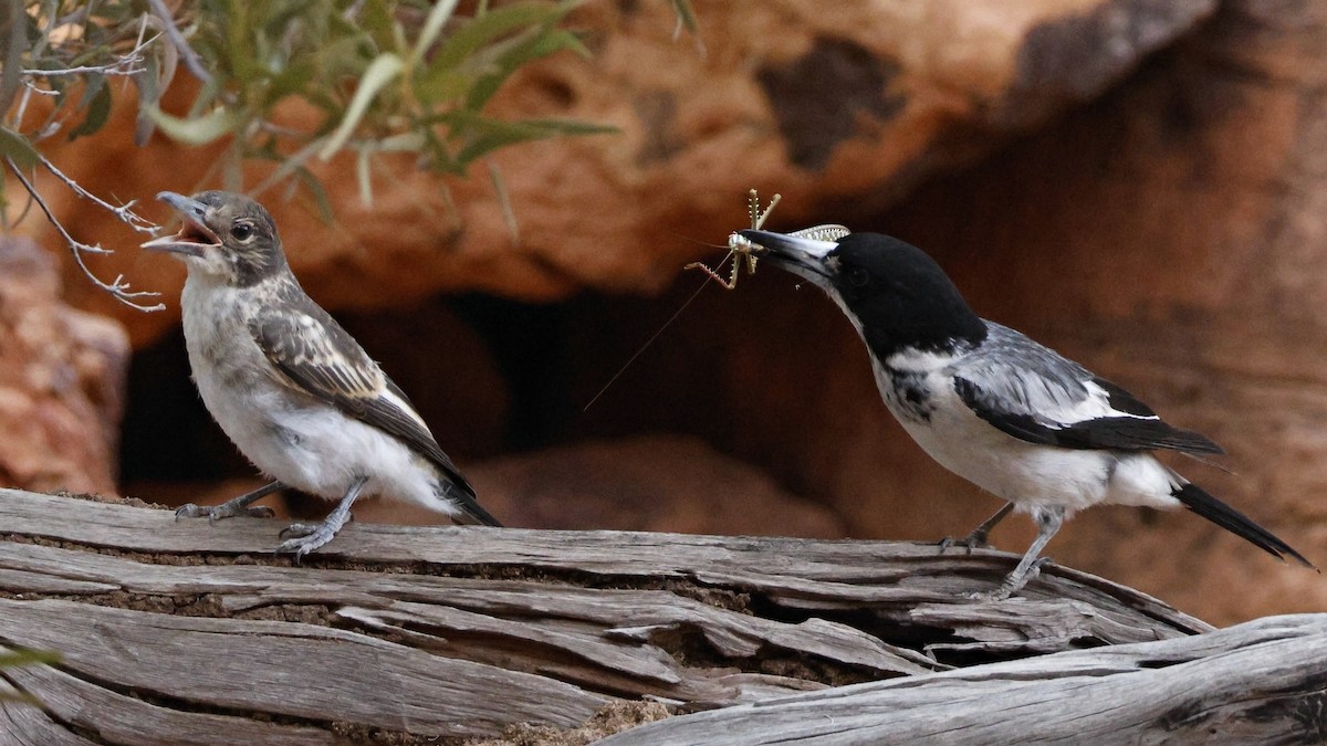 Gray Butcherbird - ML628073577