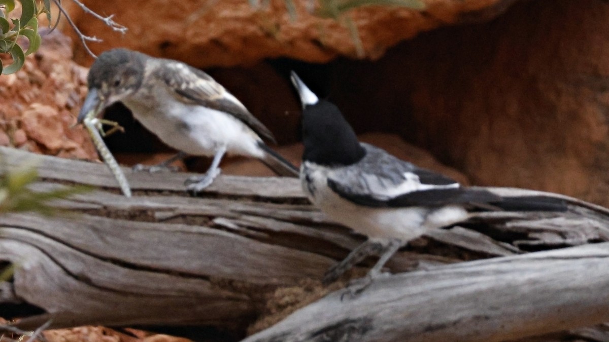 Gray Butcherbird - ML628073579