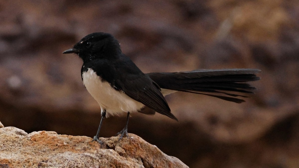 Willie-wagtail - ML628073584