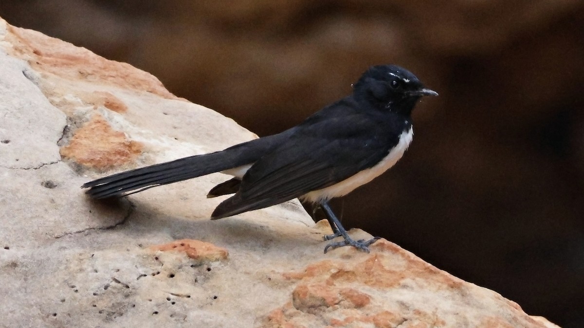 Willie-wagtail - ML628073585