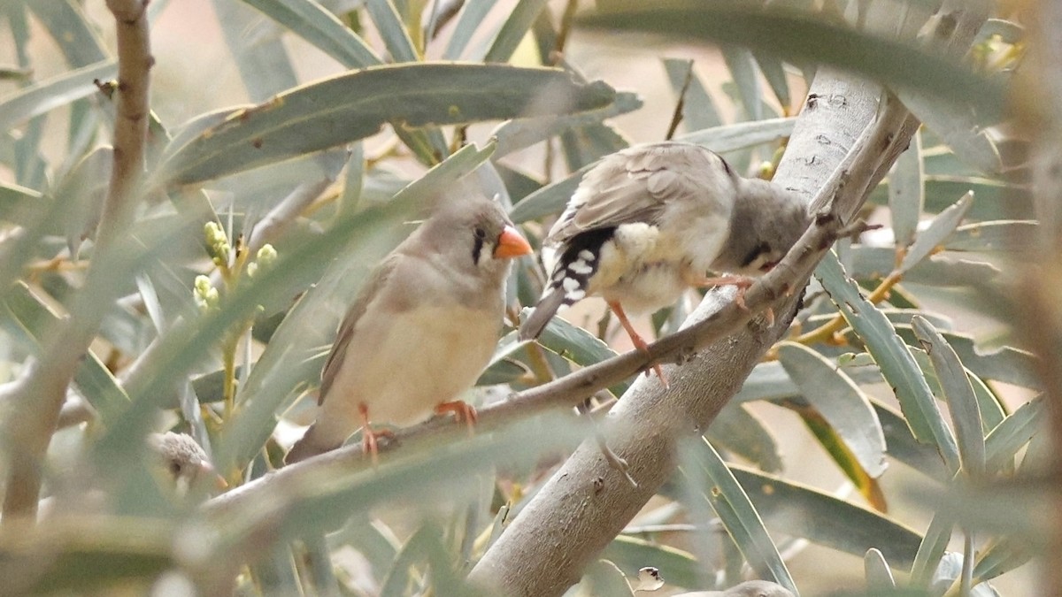 Zebra Finch - ML628073592