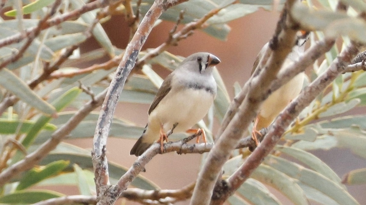 Zebra Finch - ML628073593