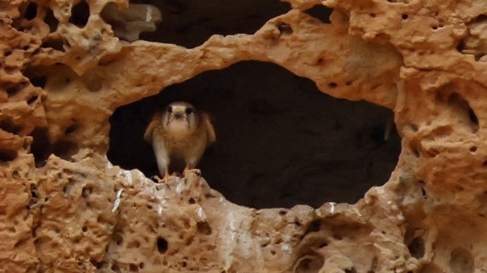 Nankeen Kestrel - ML628073602