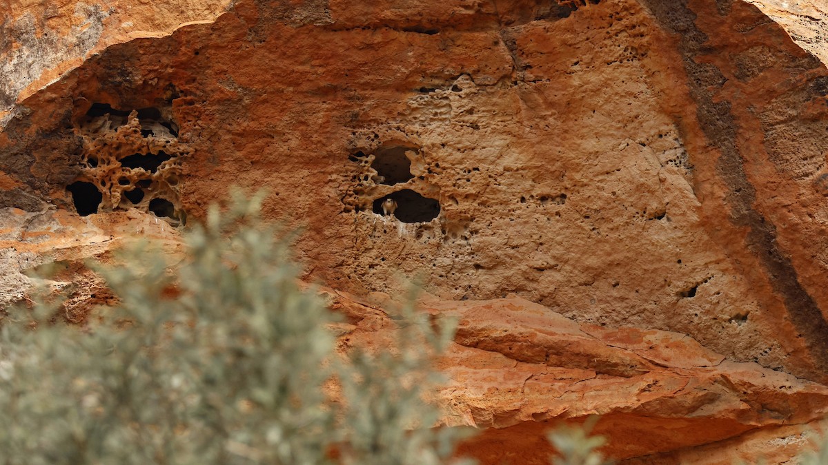 Nankeen Kestrel - ML628073603