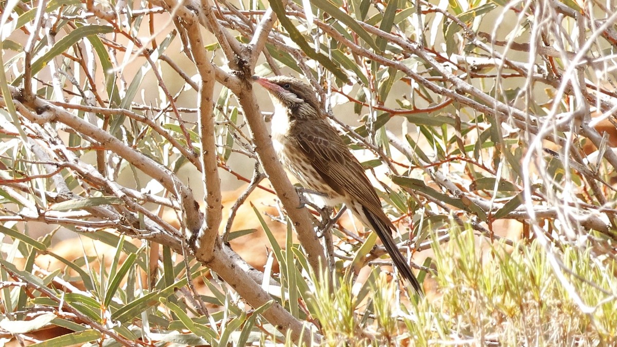 Spiny-cheeked Honeyeater - ML628073605