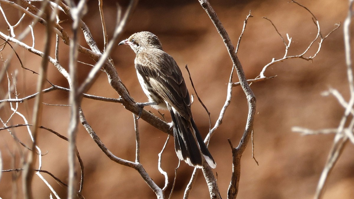 Spiny-cheeked Honeyeater - ML628073608