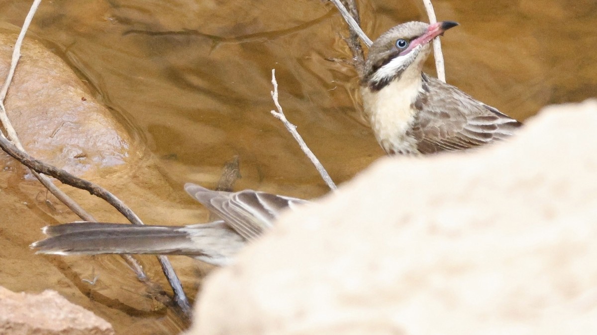 Spiny-cheeked Honeyeater - ML628073609