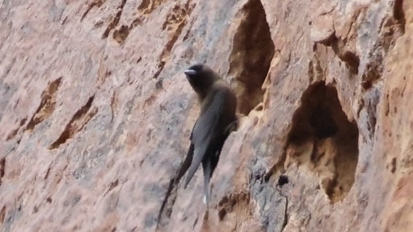 Black-faced Woodswallow - ML628073611