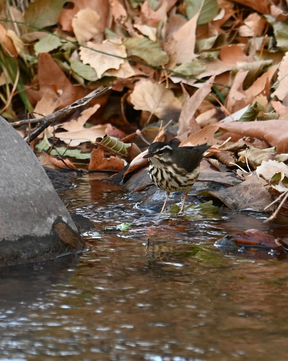 Louisiana Waterthrush - ML628073649