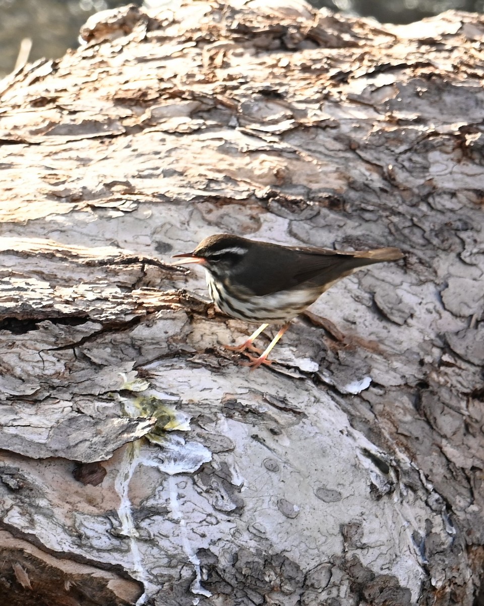 Louisiana Waterthrush - ML628073653