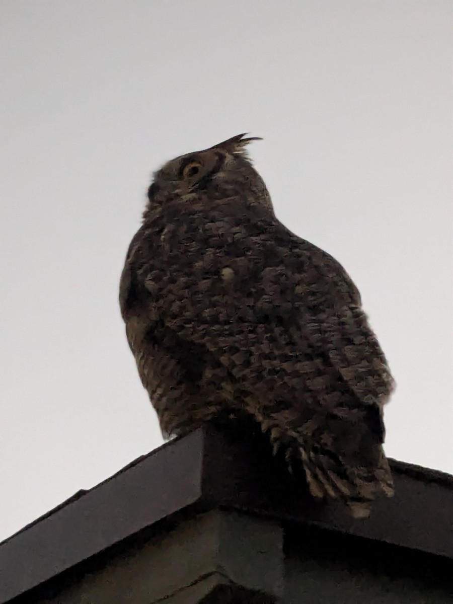 Great Horned Owl - ML628073654