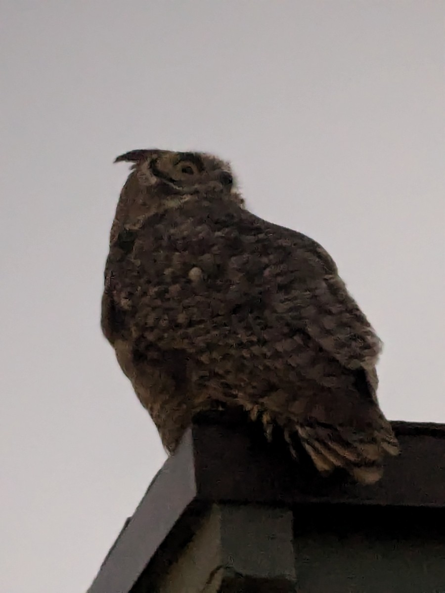 Great Horned Owl - ML628073655