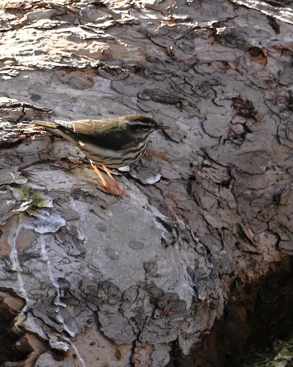 Louisiana Waterthrush - ML628073659