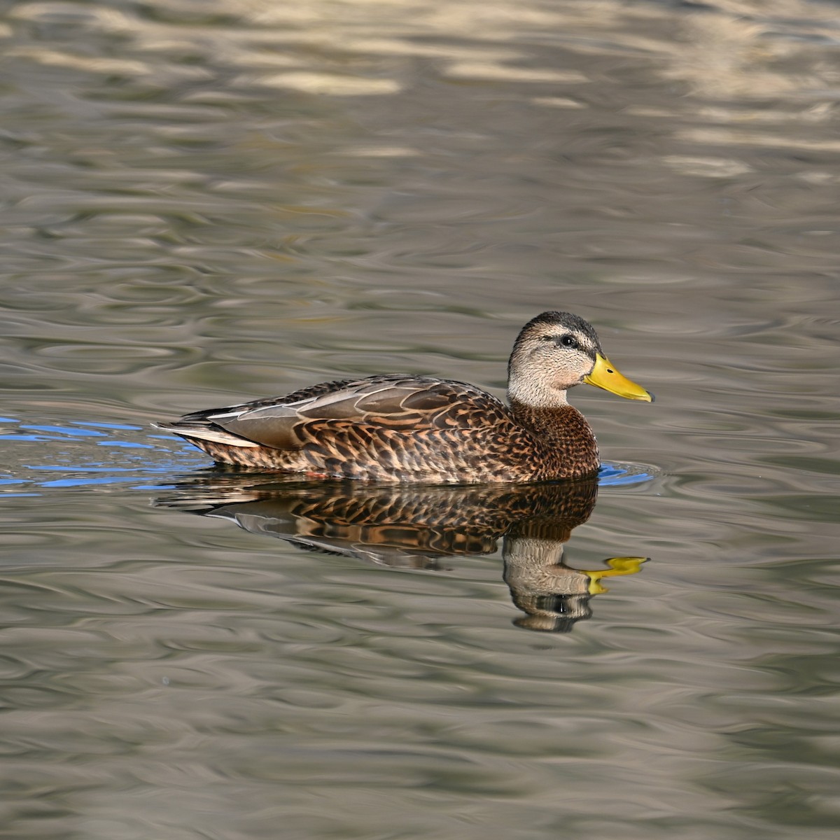 Mexican Duck - ML628073677