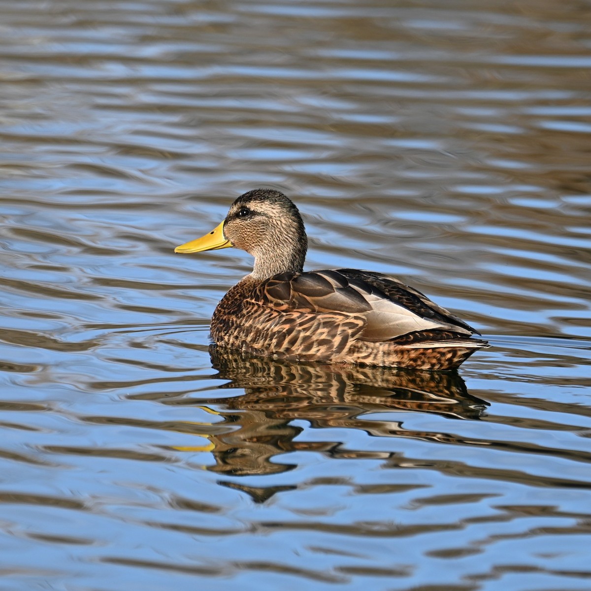 Mexican Duck - ML628073703