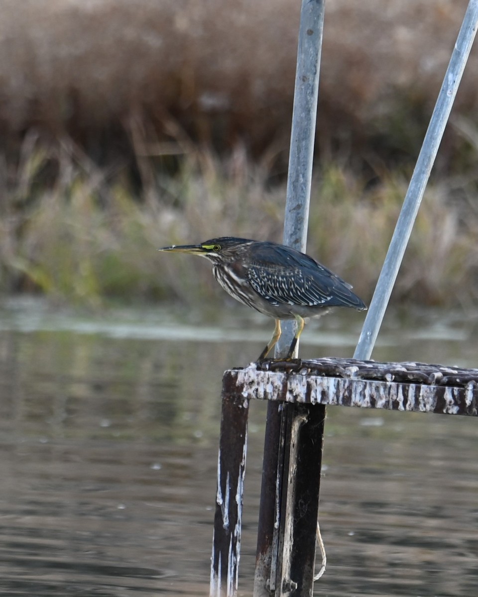 Green Heron - ML628073705