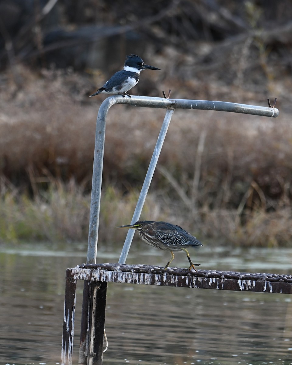 Green Heron - ML628073706