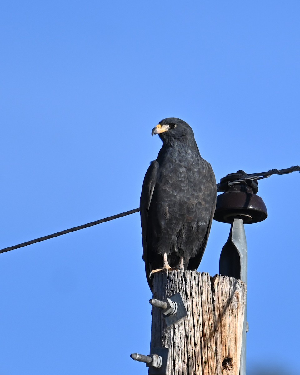 Common Black Hawk - ML628073710