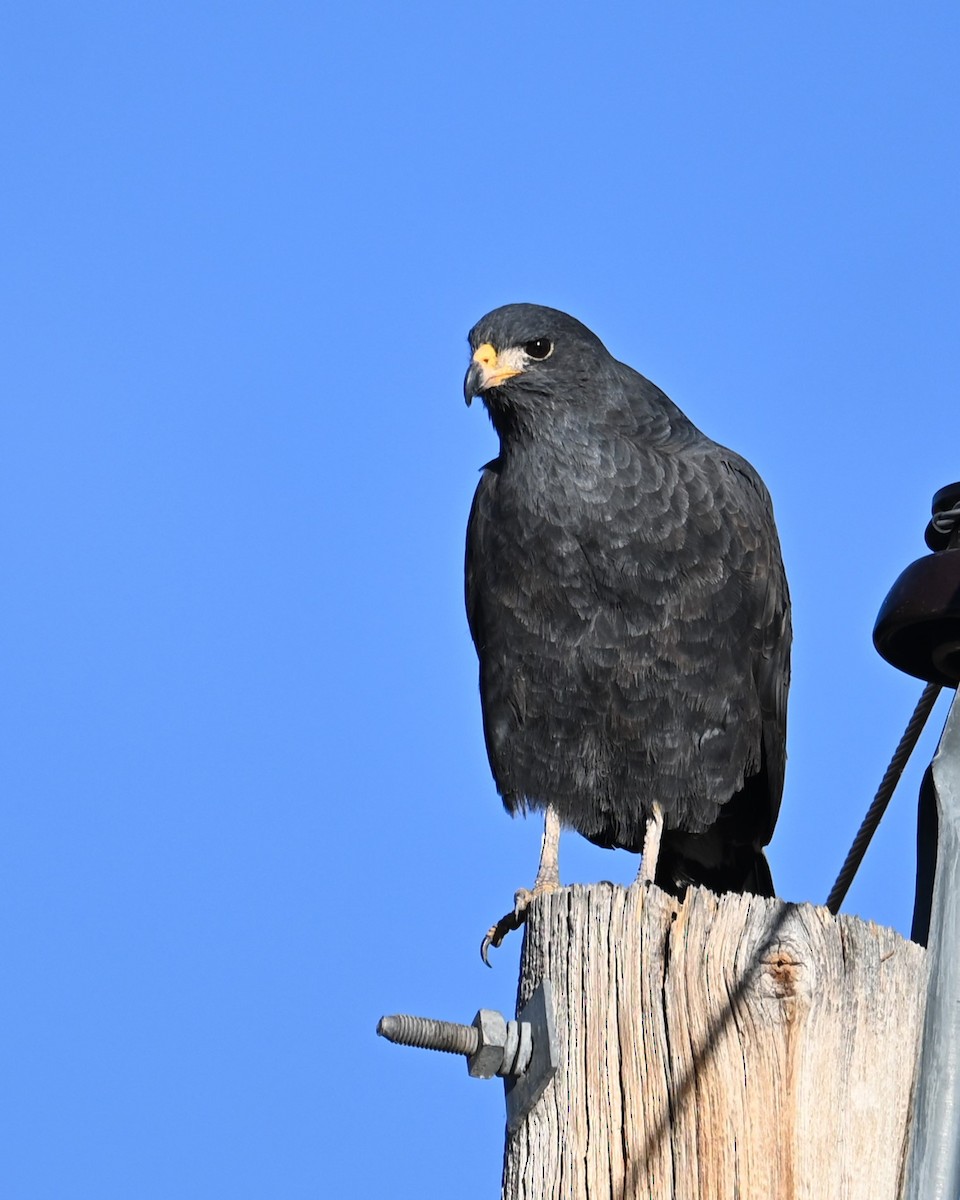 Common Black Hawk - ML628073711