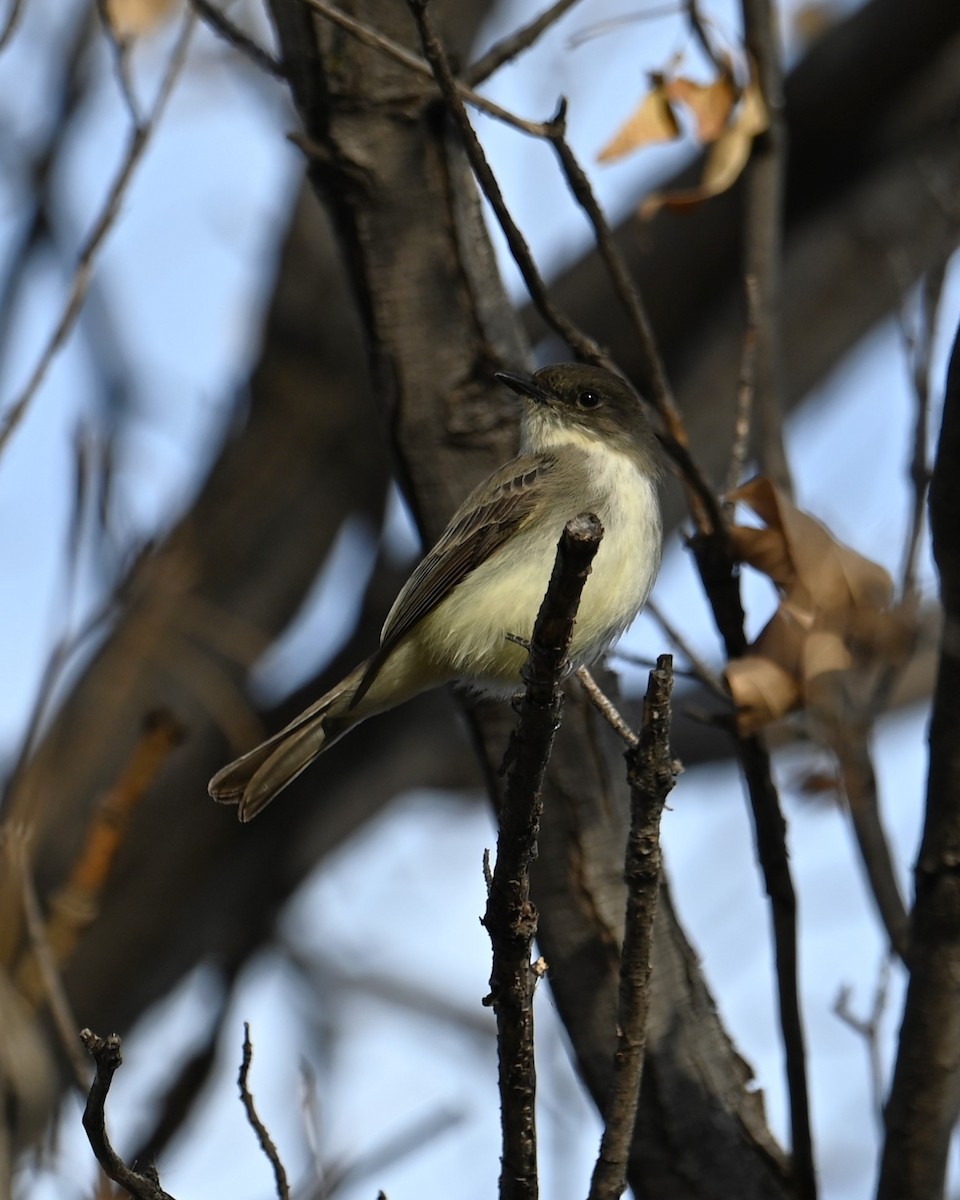 Eastern Phoebe - ML628073715