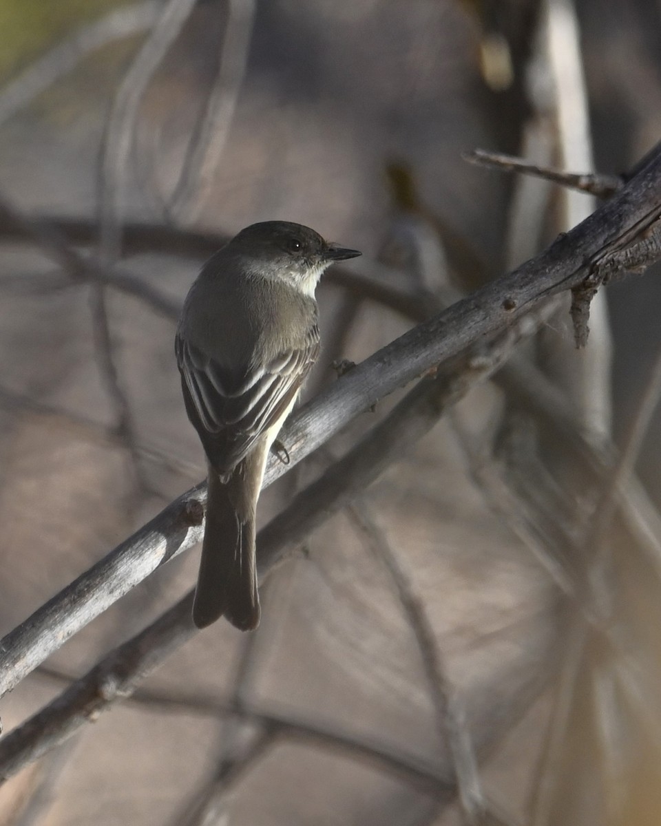 Eastern Phoebe - ML628073721