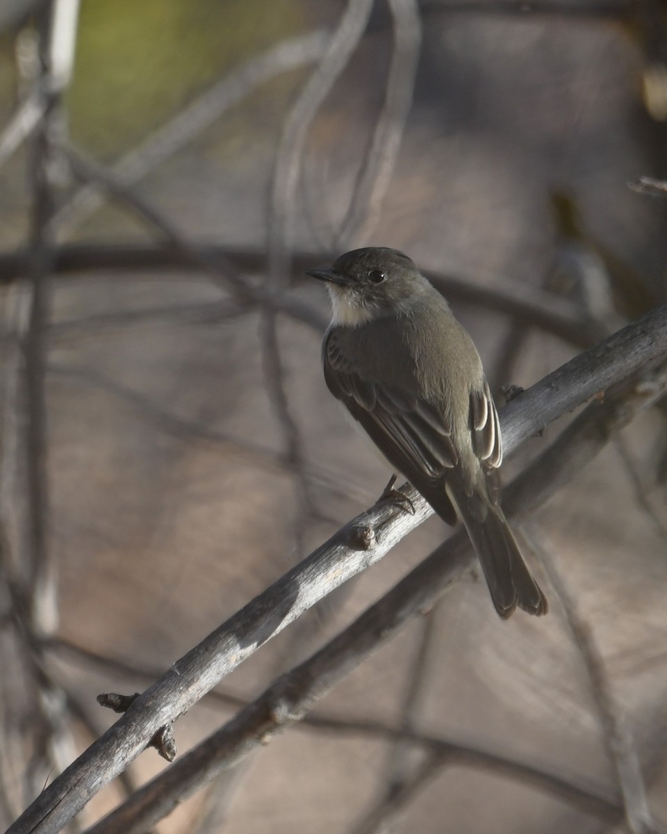 Eastern Phoebe - ML628073722