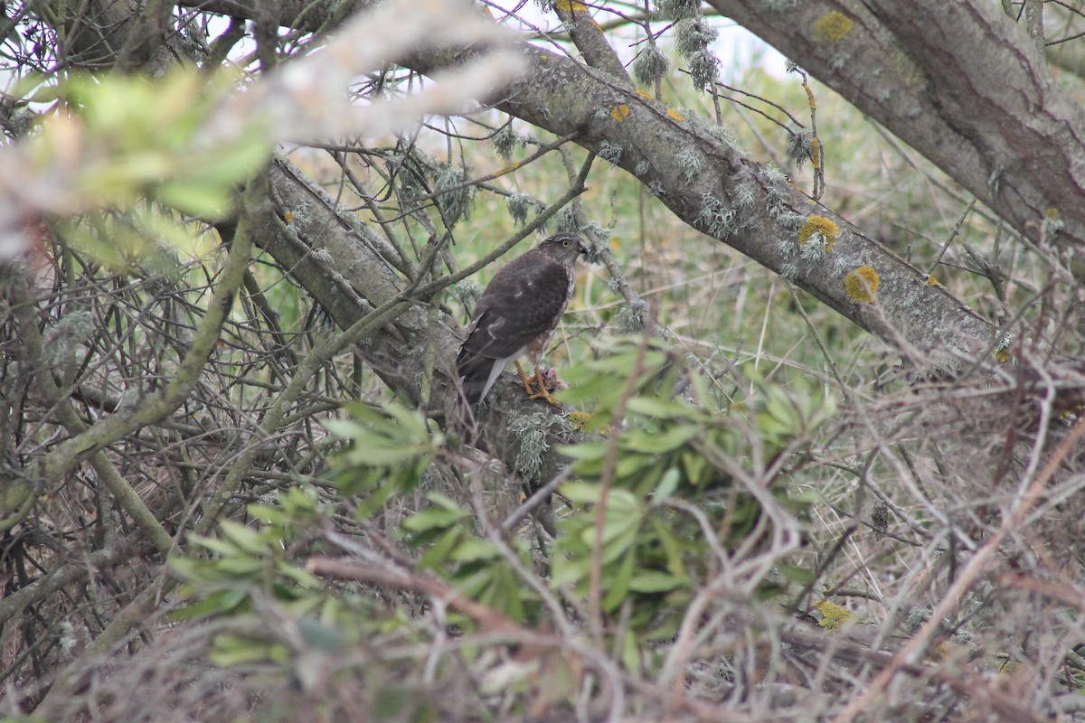 Sharp-shinned Hawk - ML628073923