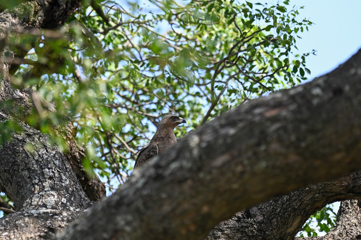 Wahlberg's Eagle - ML628073940